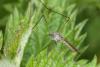 Limnophila schranki
